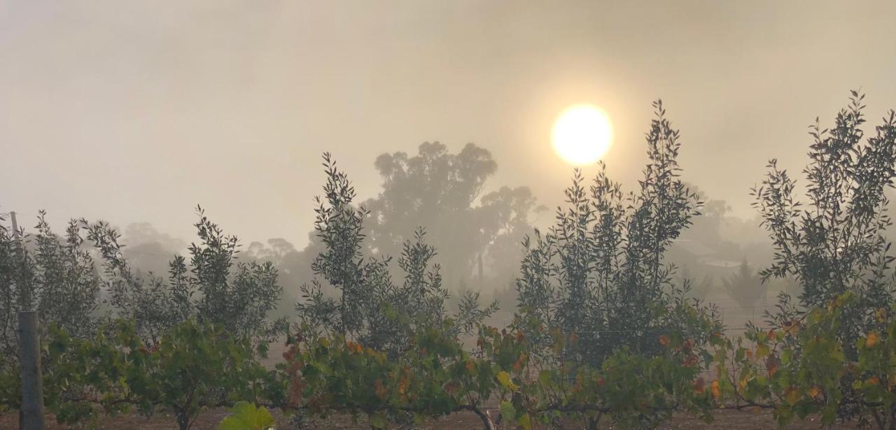 Casa Barbera Bed and Breakfast Mintaro Εξωτερικό φωτογραφία